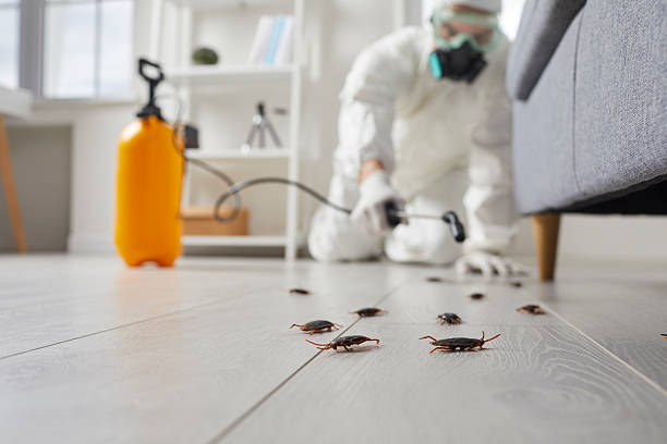 Commercial Kitchen Cockroach Control in George West